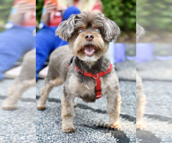 Medium Photo #1 Shih Tzu-Unknown Mix Puppy For Sale in Wakefield, RI, USA
