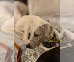Small #3 Great Pyrenees Mix