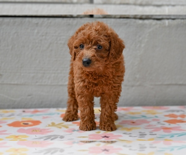 Medium Photo #4 Poodle (Miniature) Puppy For Sale in MILLERSBURG, OH, USA