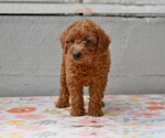 Small #3 Poodle (Miniature)