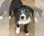 Small #1 Mutt