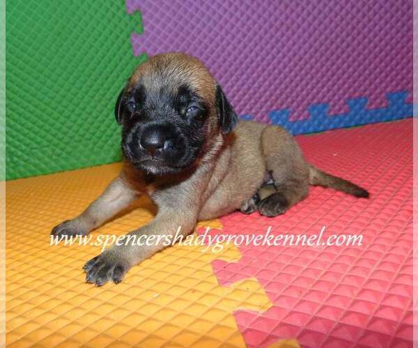 Medium Photo #8 Mastiff Puppy For Sale in CABOOL, MO, USA