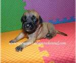 Small #7 Mastiff