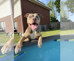 Small #2 American Pit Bull Terrier Mix