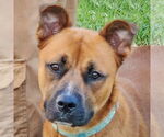 Small Boxer-German Shepherd Dog Mix