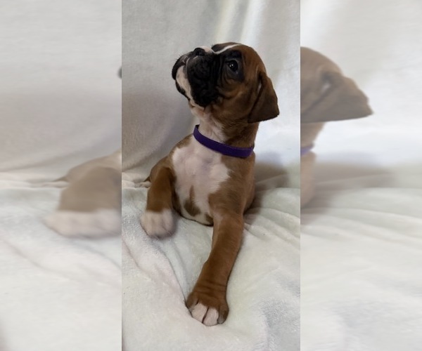 Medium Photo #8 Boxer Puppy For Sale in ALLEGHENY, PA, USA