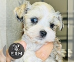 Small #1 Schnauzer (Miniature)