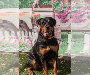 Rottweiler Dogs for adoption in Mooresville, NC, USA