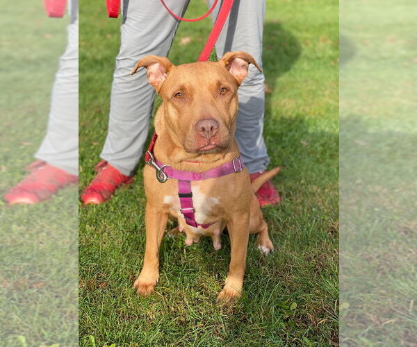 Medium Photo #4 Staffordshire Bull Terrier Puppy For Sale in Lawrenceville, NJ, USA