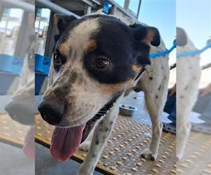 American Pit Bull Terrier Dogs for adoption in Bakersfield, CA, USA