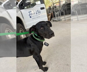 Labrador Retriever-Unknown Mix Dogs for adoption in Texas City, TX, USA
