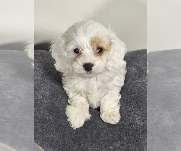 Medium Photo #6 Cavapoo Puppy For Sale in FAIR GROVE, MO, USA