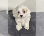Small Photo #6 Cavapoo Puppy For Sale in FAIR GROVE, MO, USA