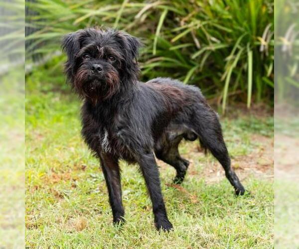 Medium Photo #1 Mutt Puppy For Sale in Camarillo, CA, USA