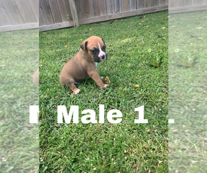 Boxer Puppy for sale in POPLARVILLE, MS, USA