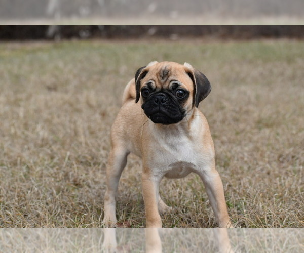 Medium Photo #7 Pug Puppy For Sale in PALM COAST, FL, USA
