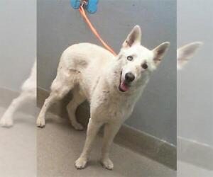 Siberian Husky-Unknown Mix Dogs for adoption in Las Vegas, NV, USA