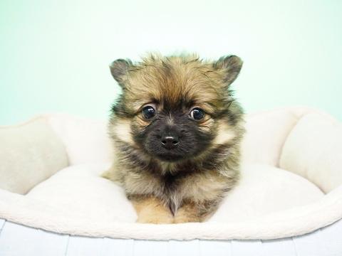 Medium Photo #5 Pomeranian Puppy For Sale in LA MIRADA, CA, USA
