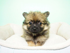 Small Photo #5 Pomeranian Puppy For Sale in LA MIRADA, CA, USA