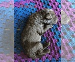 Small Photo #6 Labradoodle Puppy For Sale in MIFFLINBURG, PA, USA