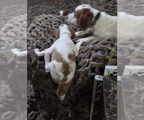 Medium Photo #2 Brittany Puppy For Sale in EAST DUBUQUE, IL, USA