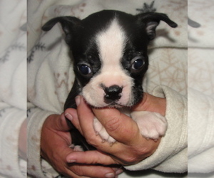Boston Terrier Puppy for sale in CRKD RVR RNCH, OR, USA
