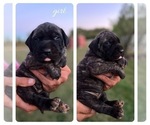 Small Photo #1 Mastiff Puppy For Sale in SPRINGFIELD, TN, USA