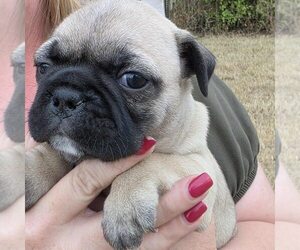 Medium Frenchie Pug