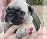 Puppy Tito Frenchie Pug