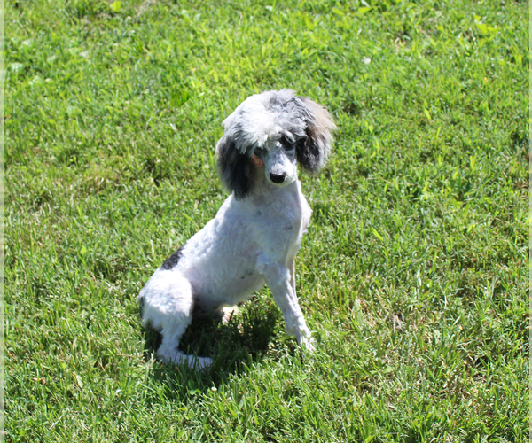 Medium Photo #20 Poodle (Toy) Puppy For Sale in CHANUTE, KS, USA