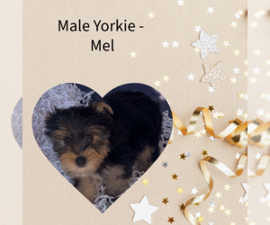 Yorkshire Terrier Puppy for sale in AZLE, TX, USA