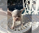 Puppy 4 French Bulldog