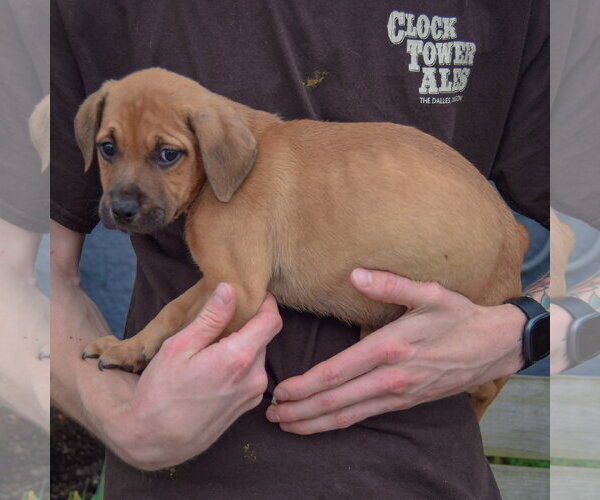 Medium Photo #2 American Staffordshire Terrier-German Shepherd Dog Mix Puppy For Sale in Huntley, IL, USA