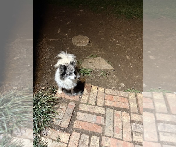 Medium Photo #1 Pomeranian Puppy For Sale in CEDAR HILL, TX, USA