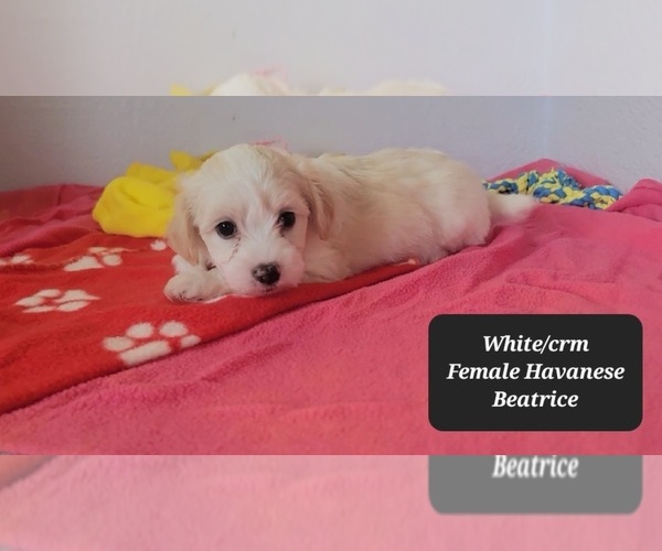 Medium Photo #2 Havanese Puppy For Sale in TUCSON, AZ, USA