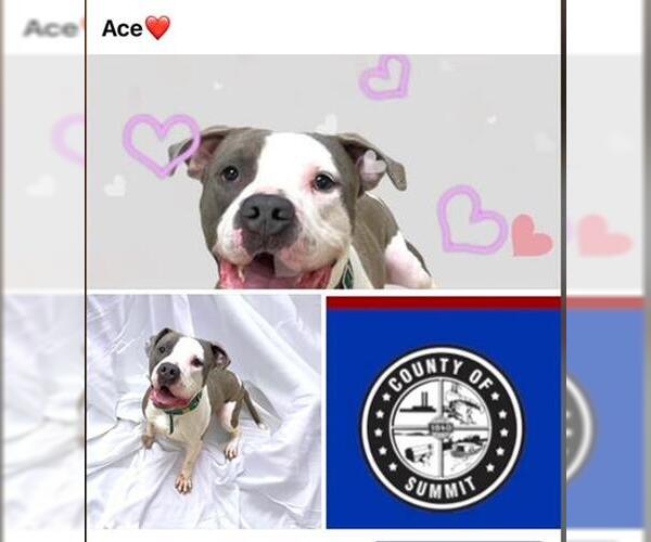Medium Photo #1 American Bulldog-American Staffordshire Terrier Mix Puppy For Sale in Akron, OH, USA