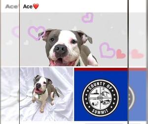 American Bulldog-American Staffordshire Terrier Mix Dogs for adoption in Akron, OH, USA