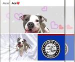 Small American Bulldog-American Staffordshire Terrier Mix