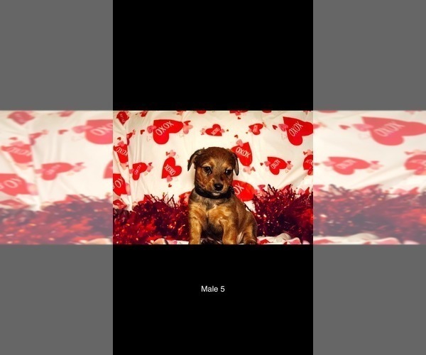 Medium Photo #9 Dorgi Puppy For Sale in WALES, UT, USA