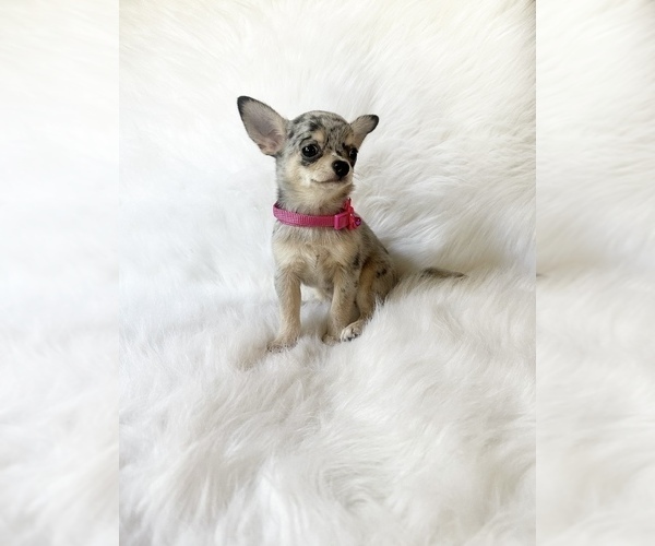 Medium Photo #5 Chihuahua Puppy For Sale in SACRAMENTO, CA, USA