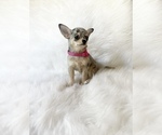 Small #4 Chihuahua
