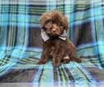Bentley - Male ShihPoo Puppy for Sale - Photo #3