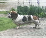 Small Photo #1 Basset Hound Puppy For Sale in EFFINGHAM, IL, USA