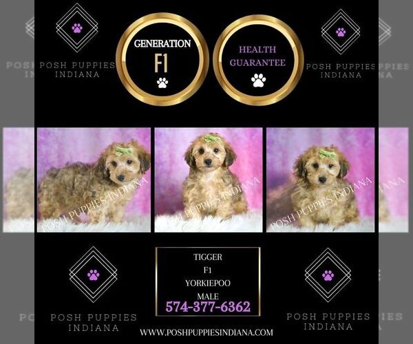 Medium Photo #2 YorkiePoo Puppy For Sale in WARSAW, IN, USA