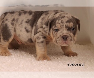 Bulldog Puppy for Sale in BREMEN, Indiana USA
