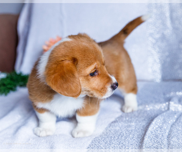 Medium Photo #8 Dorgi Puppy For Sale in WAKARUSA, IN, USA