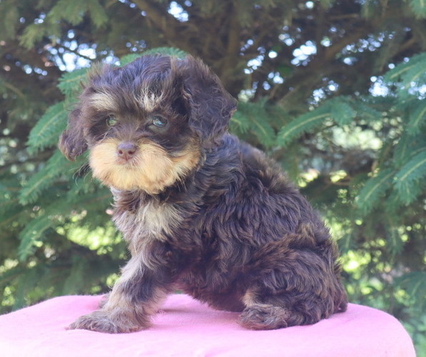 Medium Photo #2 Cavapoo Puppy For Sale in THORP, WI, USA