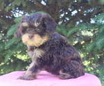 Small #1 Cavapoo