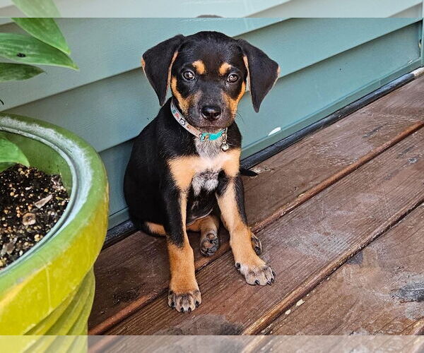 Medium Photo #2 Doberman Pinscher-Unknown Mix Puppy For Sale in Minneaoplis, MN, USA