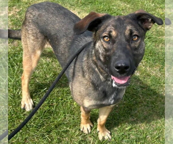 Medium Photo #9 Mutt Puppy For Sale in Evansville, IN, USA
